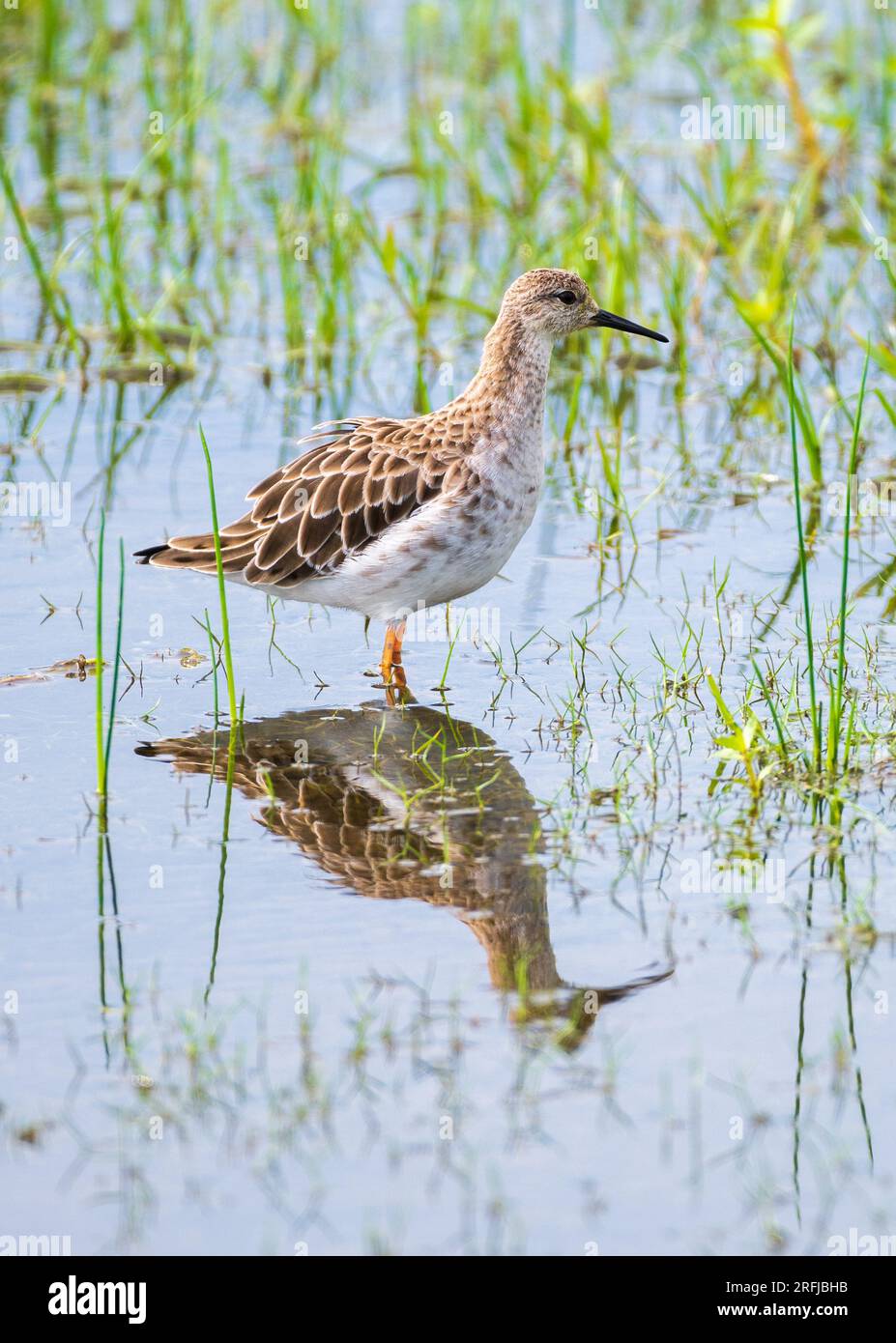 Nahaufnahme von Ruff Porträtfoto (Calidris pugnax), ein wunderschöner mittelgroßer Wandervogel, der im Bundala-Nationalpark, Sri Lanka, fotografiert wurde. Stockfoto