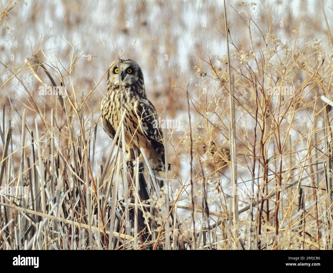Kurzohrige Eule, hoch oben auf schneebedecktem Boden im Winter Stockfoto