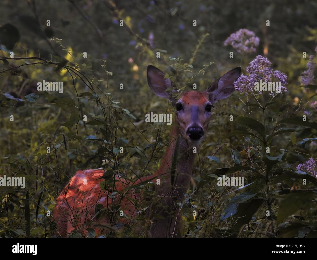 Junger Weißwedelhirsch auf der Prärie bei Sonnenaufgang Stockfoto