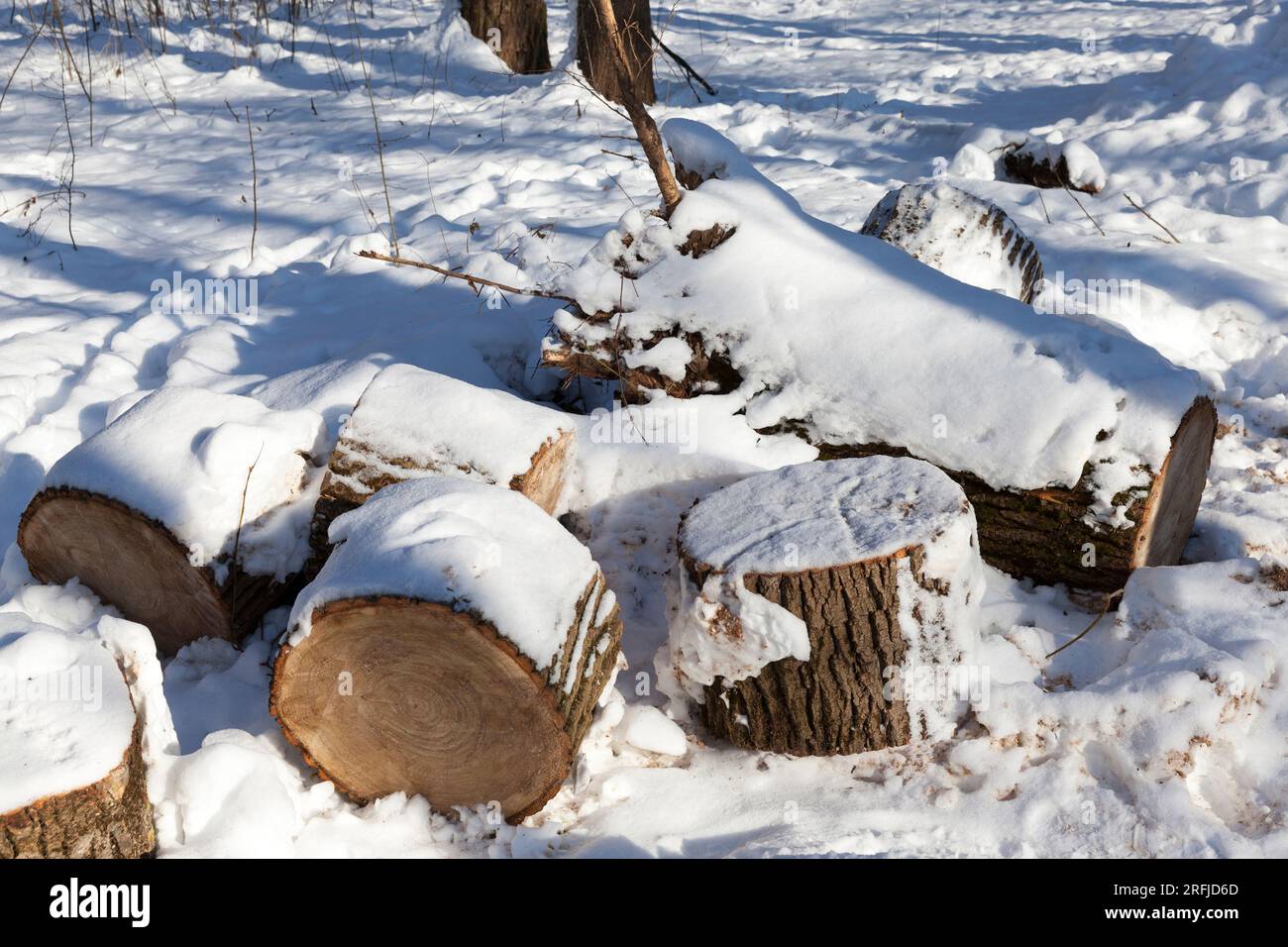 Schneebedeckte Baumstämme zum Anzünden eines Ofens auf dem Land, Schnee in der Wintersaison Stockfoto