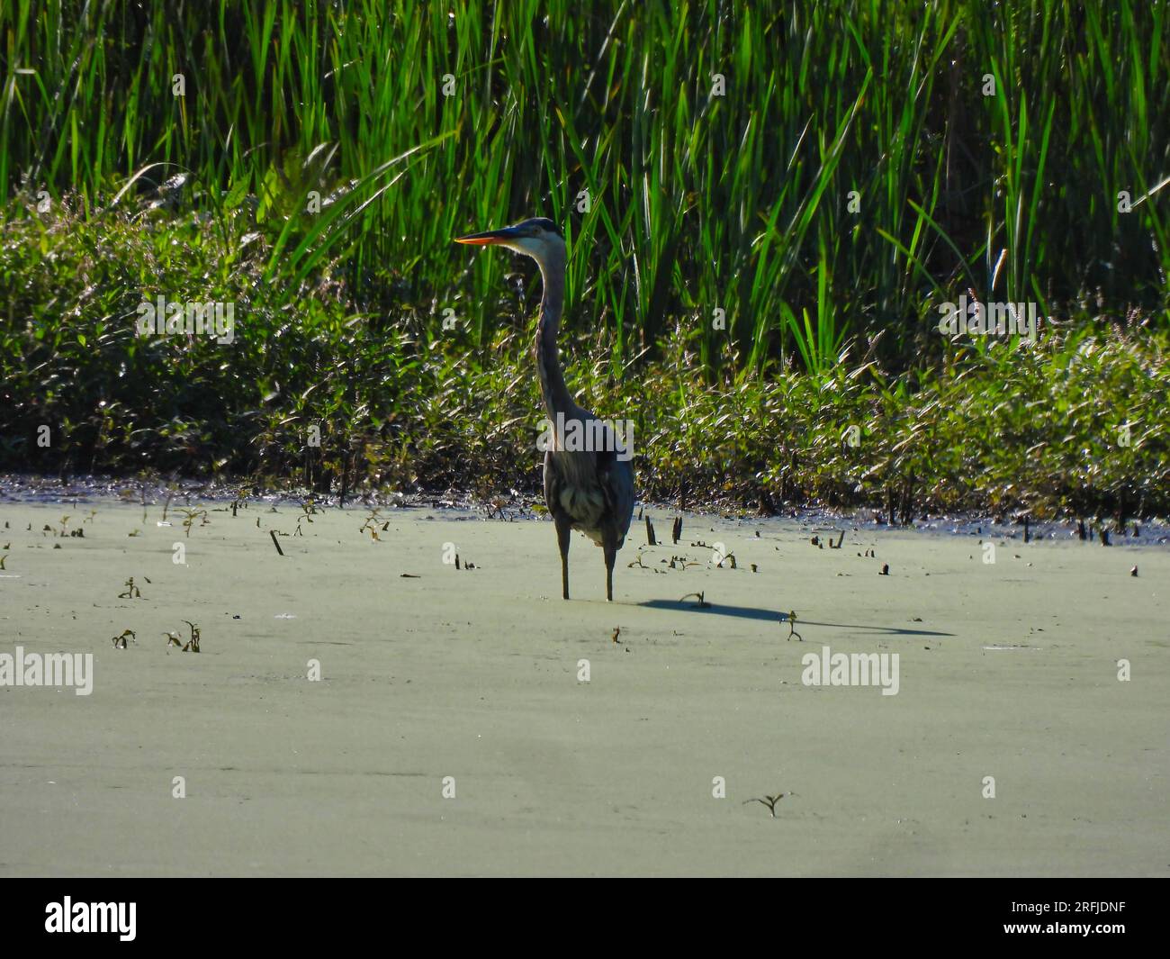 Blue Heron Bird steht in einer Duck Week Covered Pond in der Sommersonne Stockfoto