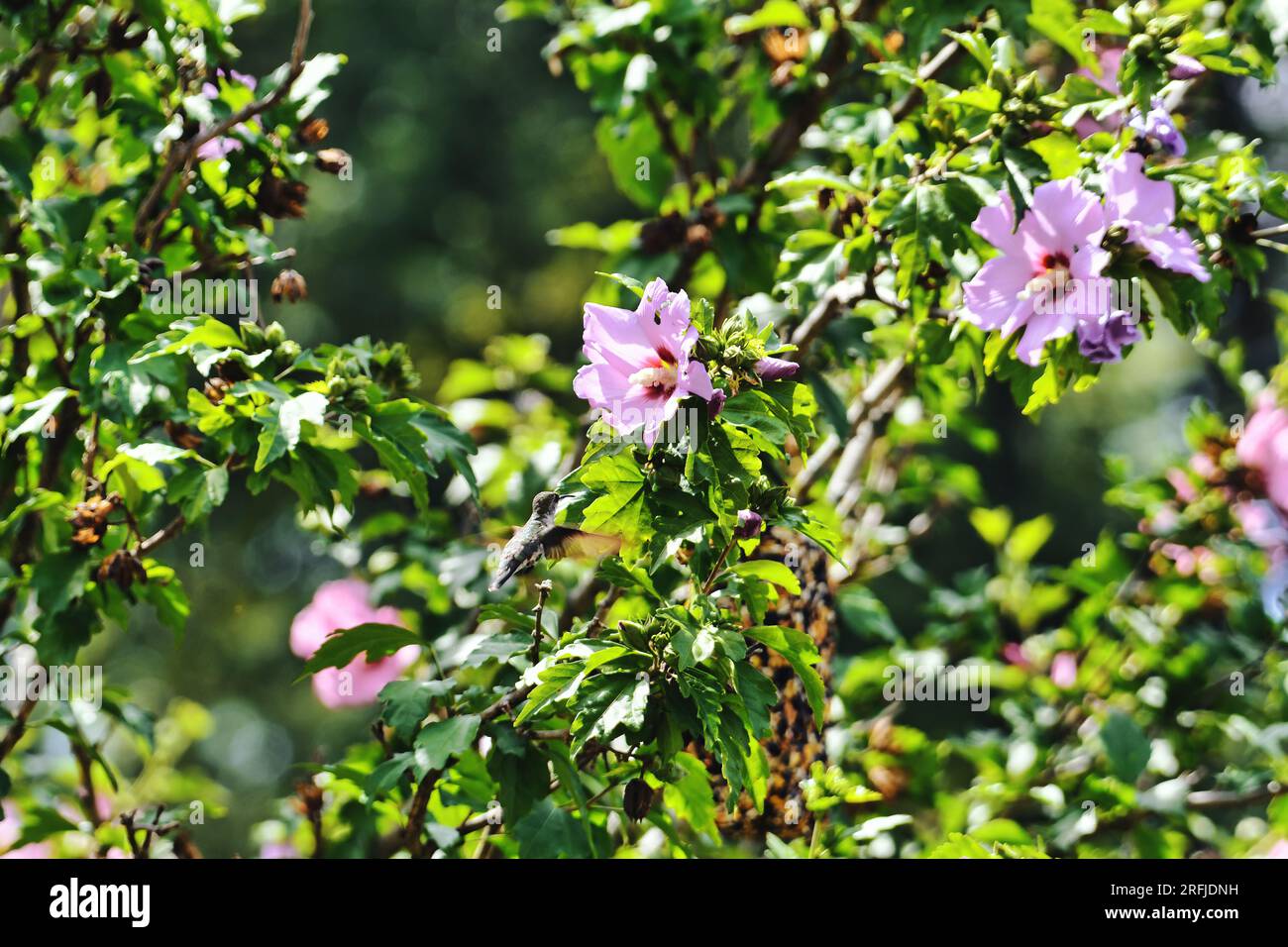 Rubinkehlender Kolibri, der an einem Sommertag Nektar aus Blumen sucht Stockfoto