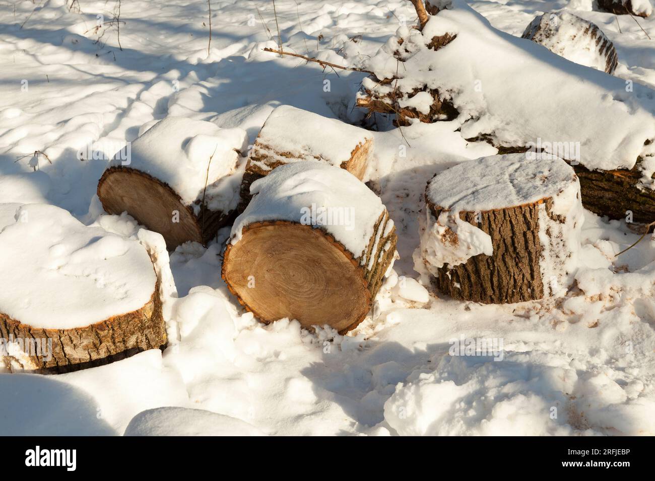Schneebedeckte Baumstämme zum Anzünden eines Ofens auf dem Land, Schnee in der Wintersaison Stockfoto