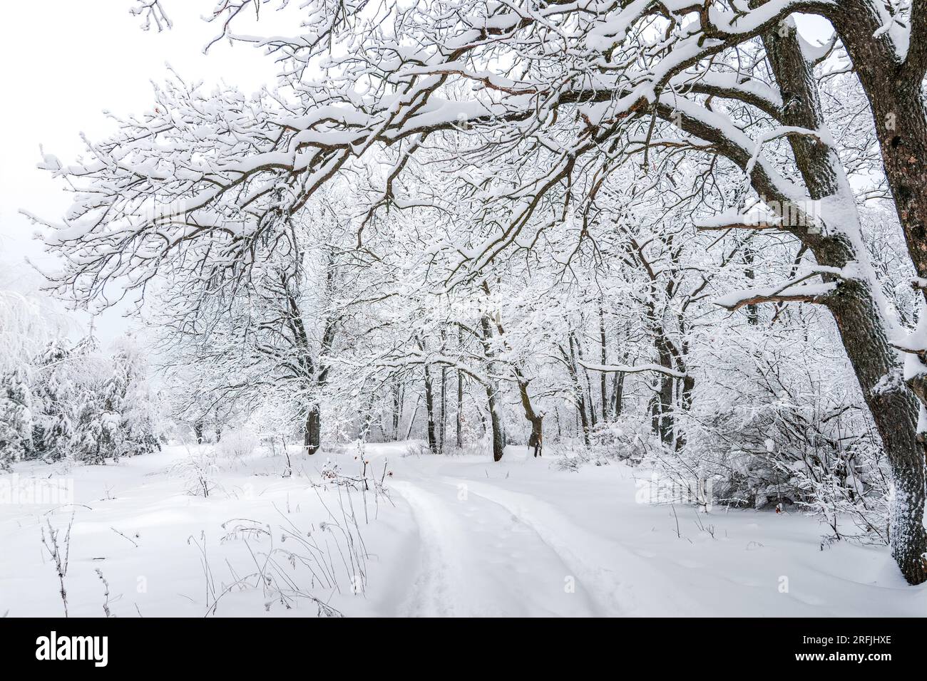 Hintergrund des Winterwaldes. Winterwaldlandschaft. Malerisches Bild eines Baumes. Frostiger Tag, ruhige winterliche Szene. Skigebiet. Ein tolles Bild von der wilden Gegend Stockfoto