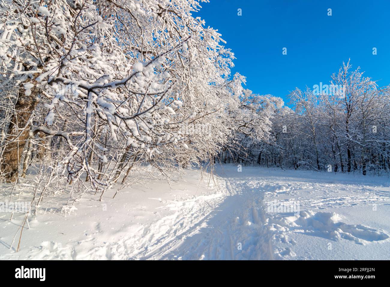 Winterski im verschneiten Wald im Hintergrund. Schneebedeckte Eichenbäume mit Winterwaldlandschaft. Frostiger Tag, ruhige winterliche Szene. Skigebiet. Ein tolles Bild von der wilden Gegend Stockfoto