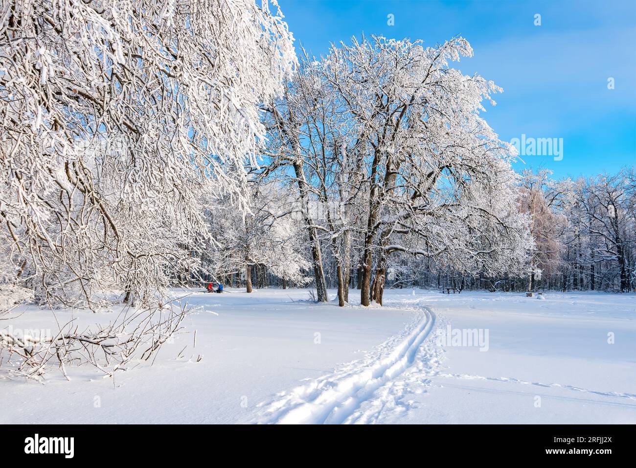 Winterski im verschneiten Wald im Hintergrund. Schneebedeckte Eichenbäume mit Winterwaldlandschaft. Frostiger Tag, ruhige winterliche Szene. Skigebiet. Ein tolles Bild von der wilden Gegend Stockfoto