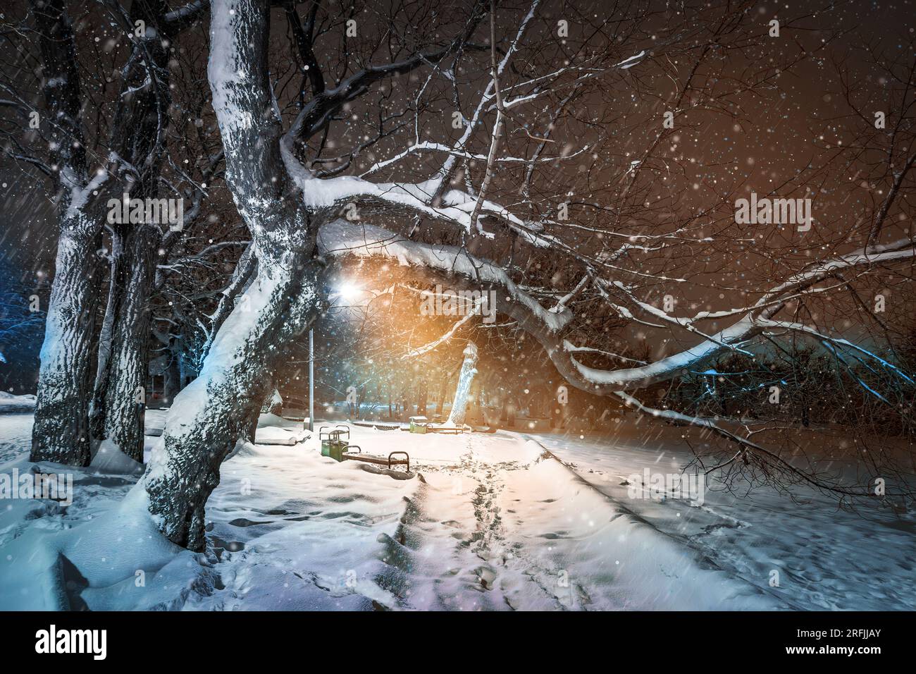 Großer, nackter Baum im Winter märchenhafte Schneesturmstimmung im kalten, verschneiten Nachtpark Stockfoto