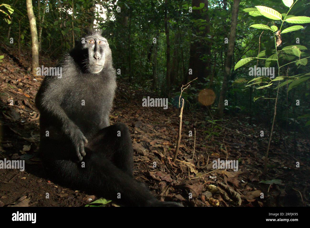 Porträt einer Sulawesi-Schwarzkammmakaken (Macaca nigra) auf dem Waldboden im Naturschutzgebiet Tangkoko Batuangus, North Sulawesi, Indonesien. Laut einem Team von Wissenschaftlern unter der Leitung von Marine Joly, das im Juli 2023 im International Journal of Primatology veröffentlicht wurde (Zugriff über Springer), stieg die Temperatur im Wald von Tangkoko an und die Gesamtfruchtmenge sank. „Zwischen 2012 und 2020 stiegen die Temperaturen im Wald um bis zu 0,2 Grad Celsius pro Jahr, und der Obstreichtum sank insgesamt um 1 Prozent pro Jahr“, schrieben sie. Stockfoto