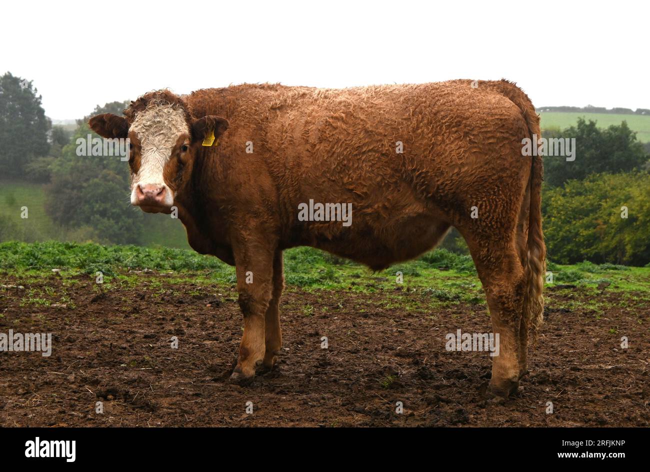 Kuh auf schlammigem Feld Stockfoto