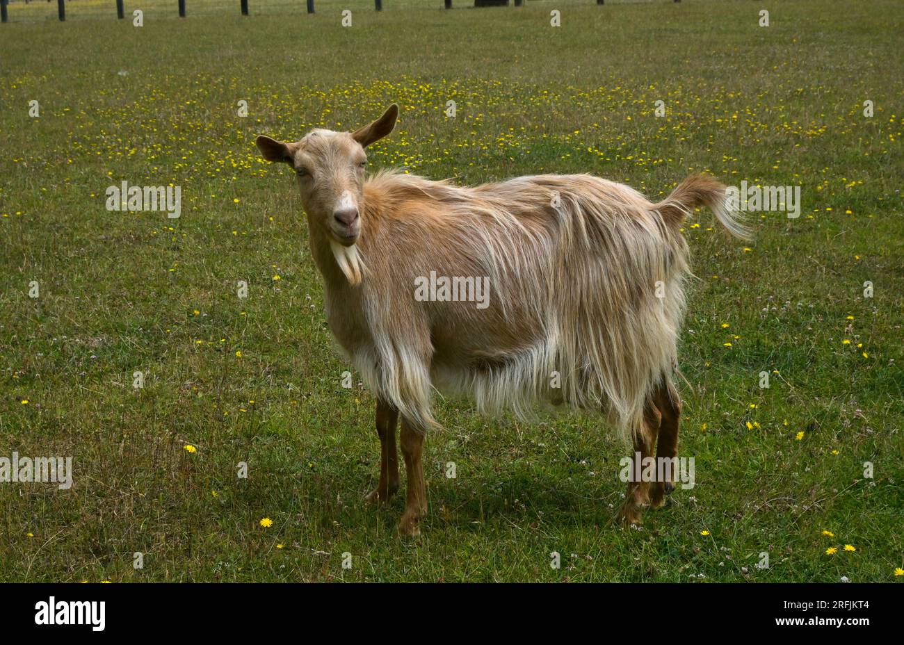 goldene guernsey-Ziege Stockfoto