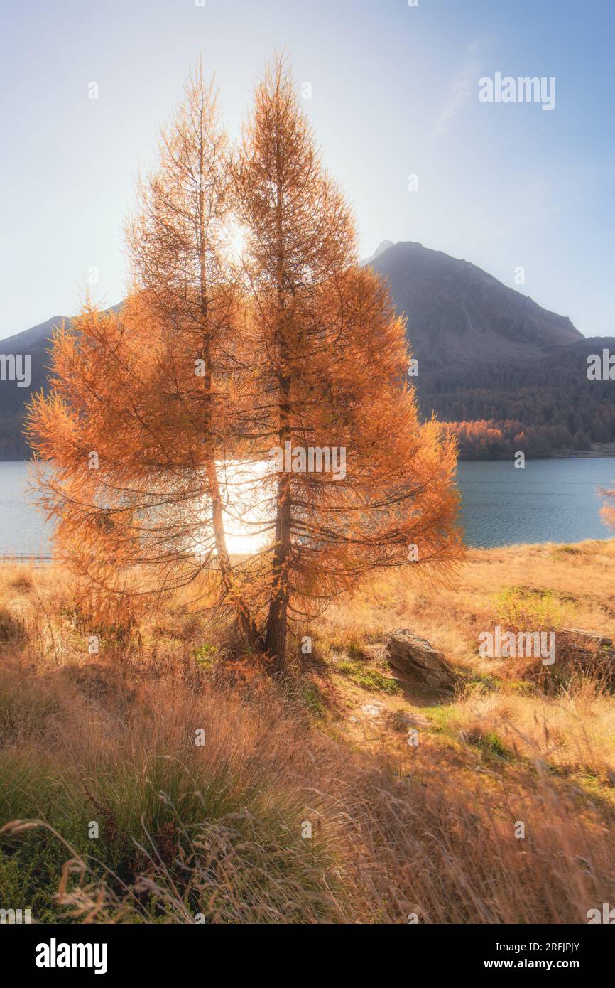 Lärche in der Nähe des Bergsees in den Schweizer Alpen Stockfoto