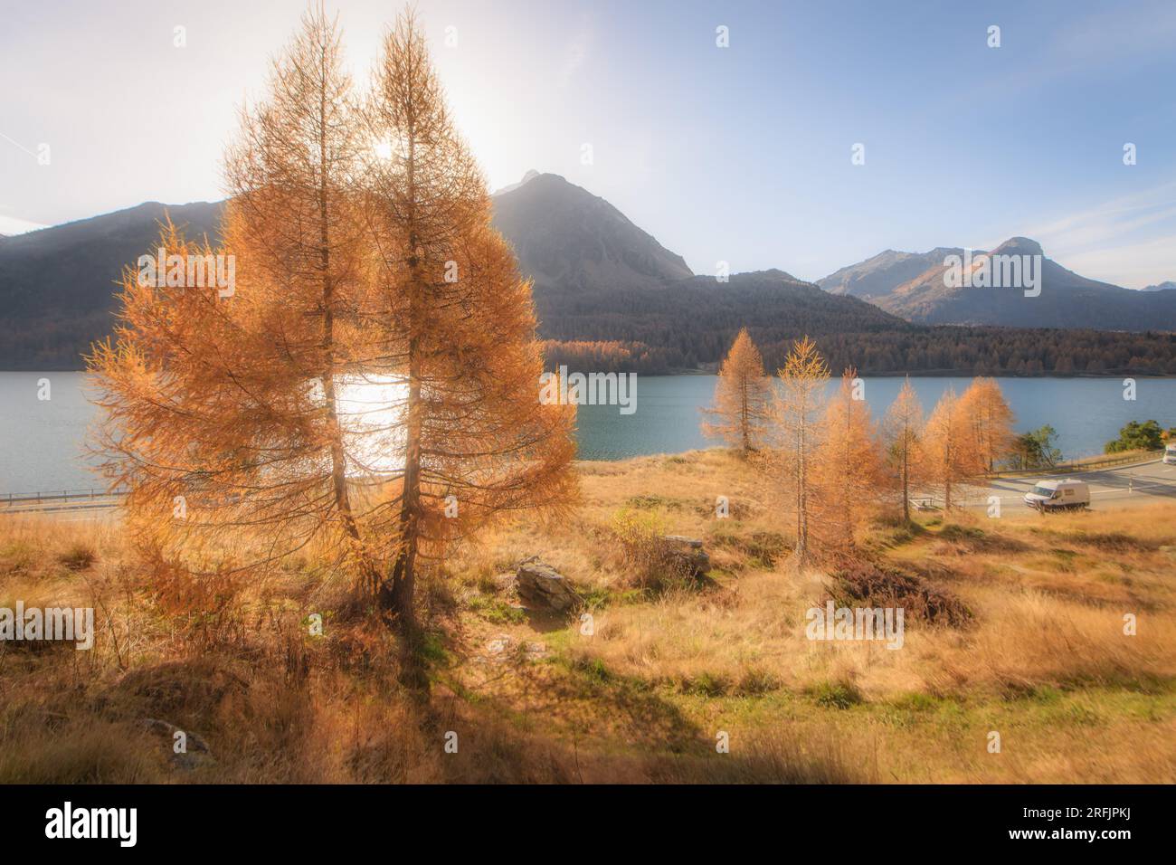 Lärche in der Nähe des Bergsees in den Schweizer Alpen Stockfoto