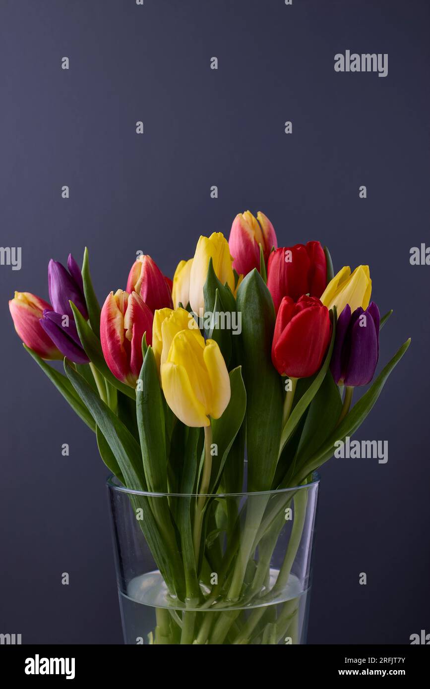 Mehrfarbige, frisch geschnittene Tulpen in Glasvase auf dunkelgrauem Hintergrund Stockfoto