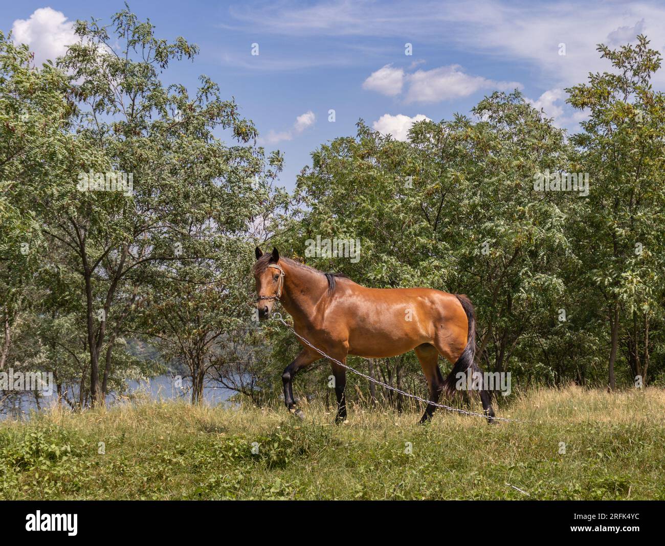 Ein wunderschönes Pferd, das in die Kamera schaut, an einem heißen sommertag in einem Wald gefesselt ist Stockfoto