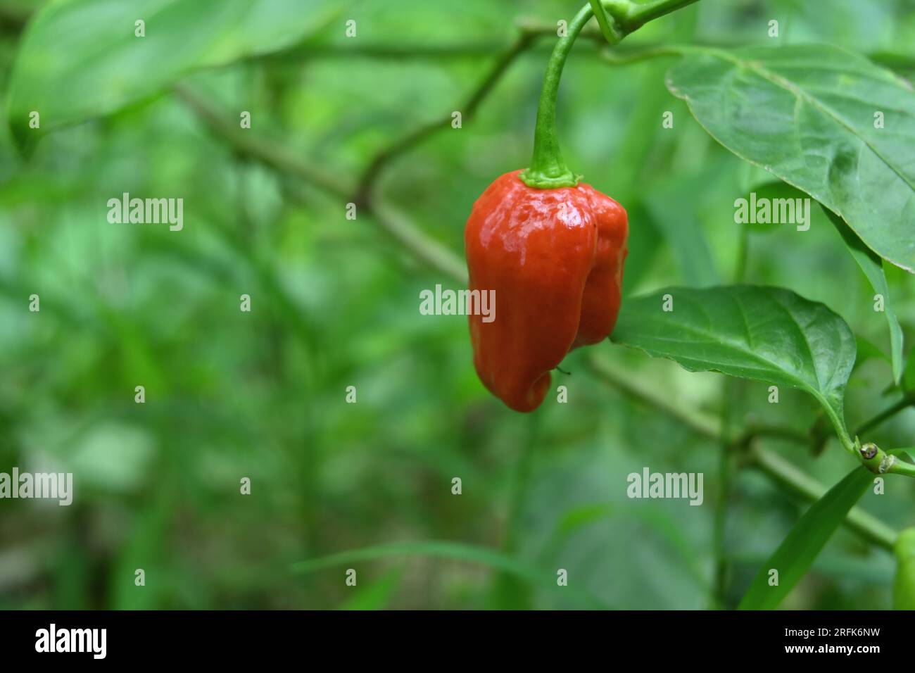 Nahaufnahme einer roten, reifen Capsicum chinense Chilifrucht, die von der Chilipflanze im Garten hängt Stockfoto