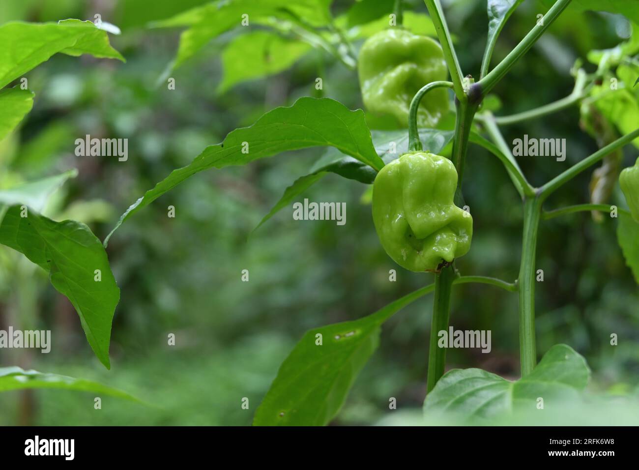 Blick auf eine grüne Capsicum chinense Chilifrucht, die sich auf dem Chilipflanzenstamm entwickelt Stockfoto