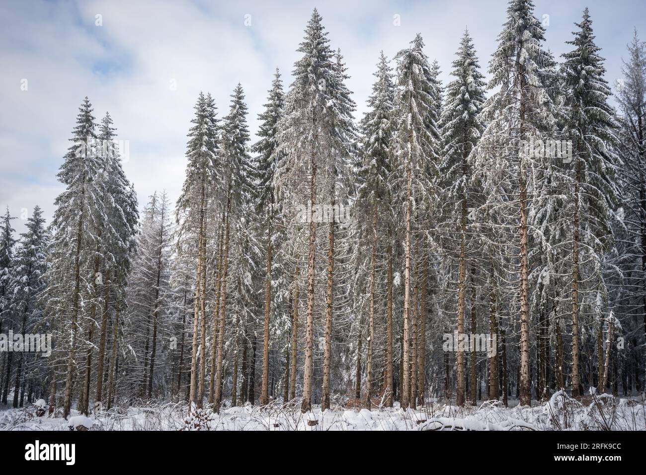 Verschneiter Winterwald im Vogelsberg Hoherodskopf Hessen Deutschland Stockfoto