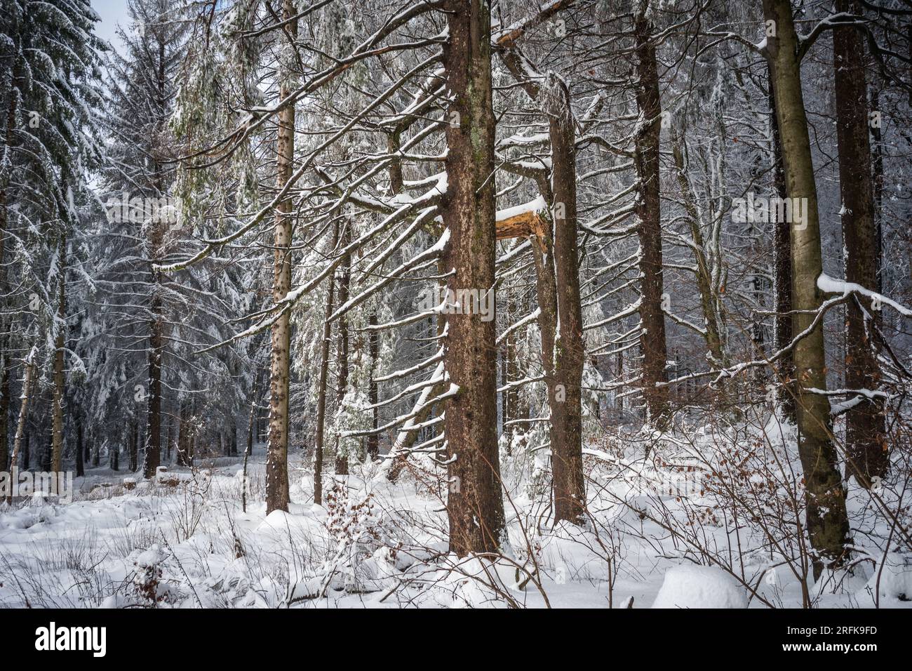 Verschneiter Winterwald im Vogelsberg Hoherodskopf Hessen Deutschland Stockfoto