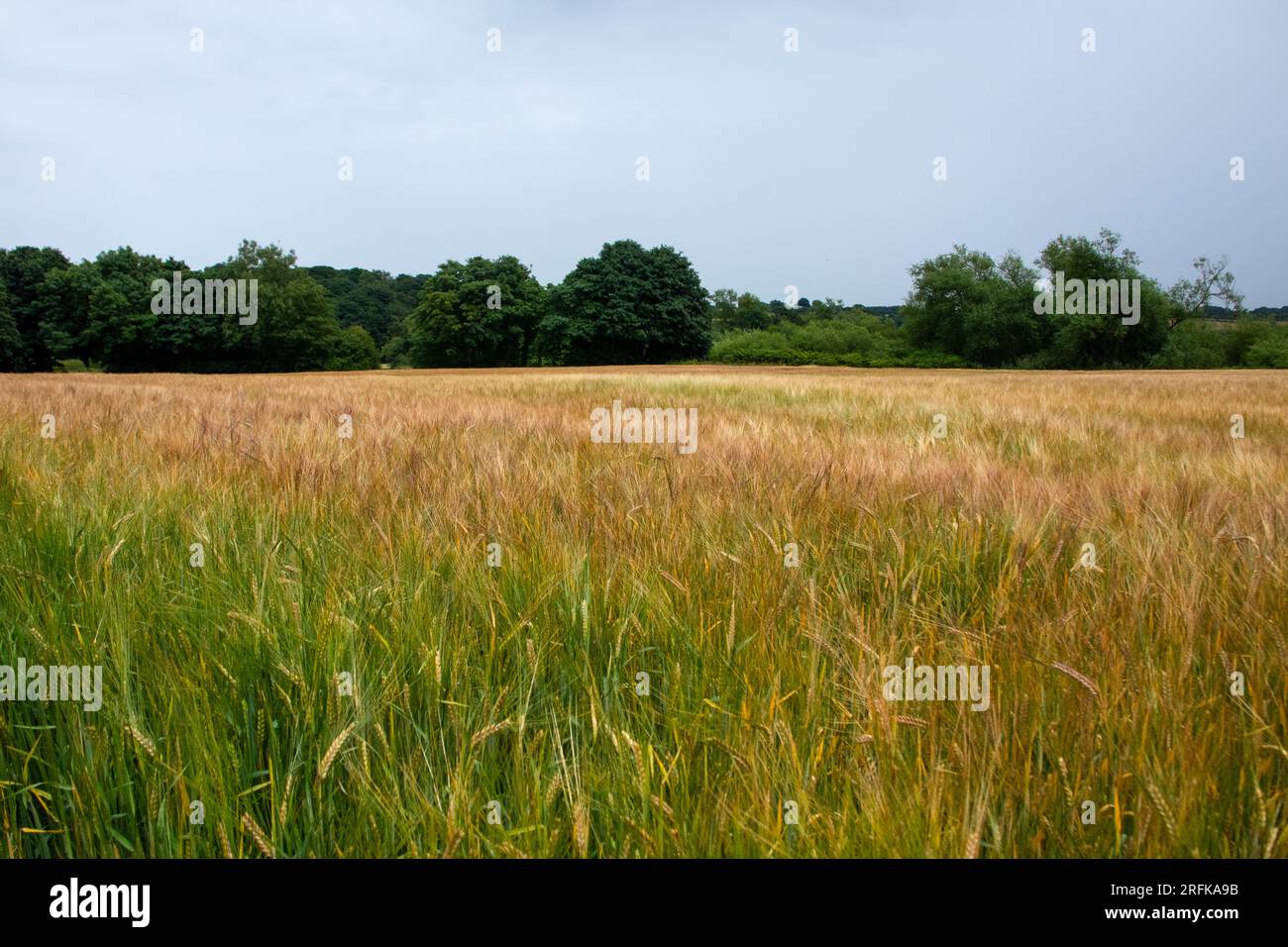 Gereiftes Gerstenfeld Stockfoto