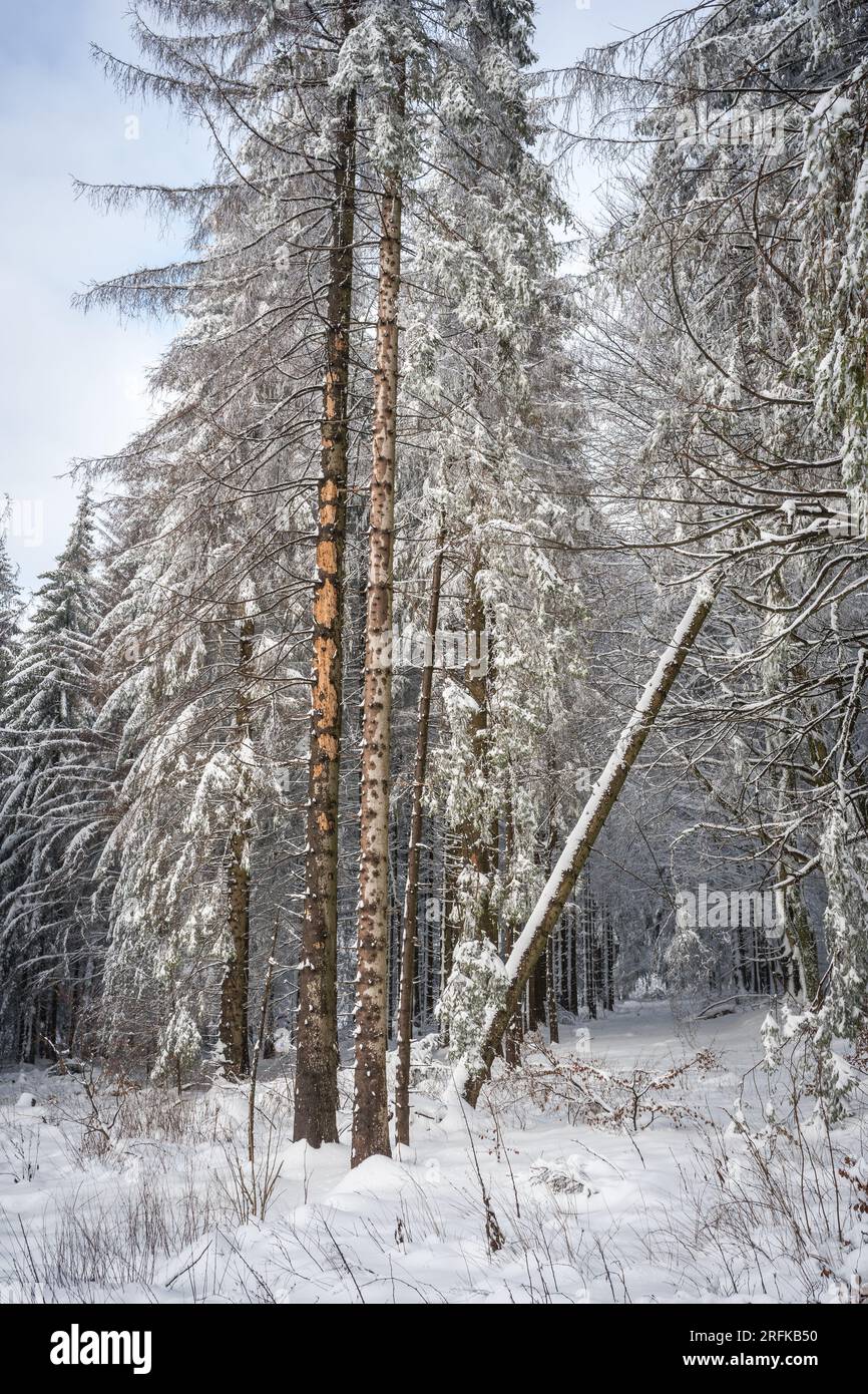 Verschneiter Winterwald im Vogelsberg Hoherodskopf Hessen Deutschland Stockfoto