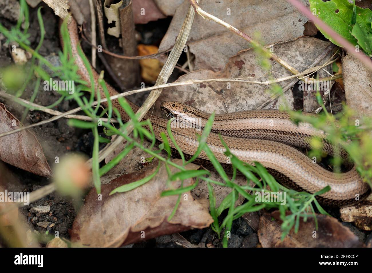 Langsame Wurm Anguis fragilis, bronzefarbener goldener Schlangenkörper, aber ist eine Eidechse ohne Beine in einem sonnigen Bereich des Gartens, in der Nähe von alten Blättern und Vegetation Stockfoto