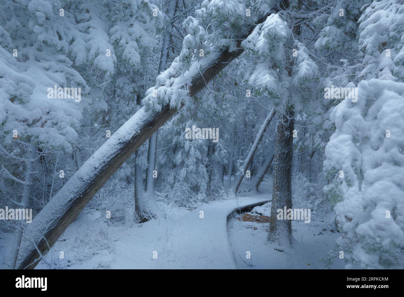 Waldweg im Winter Stockfoto