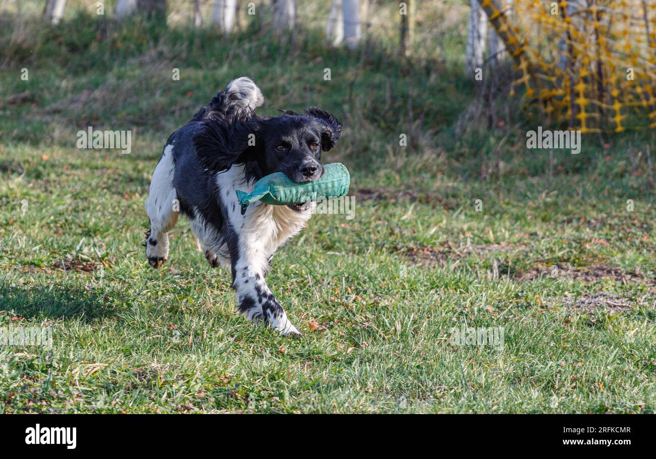 Springer und Cocker Spaniels Gewehrhund Training Training Scurries. Die Spaniels rannten, sprangen über Zäune und flogen über und über Stockfoto