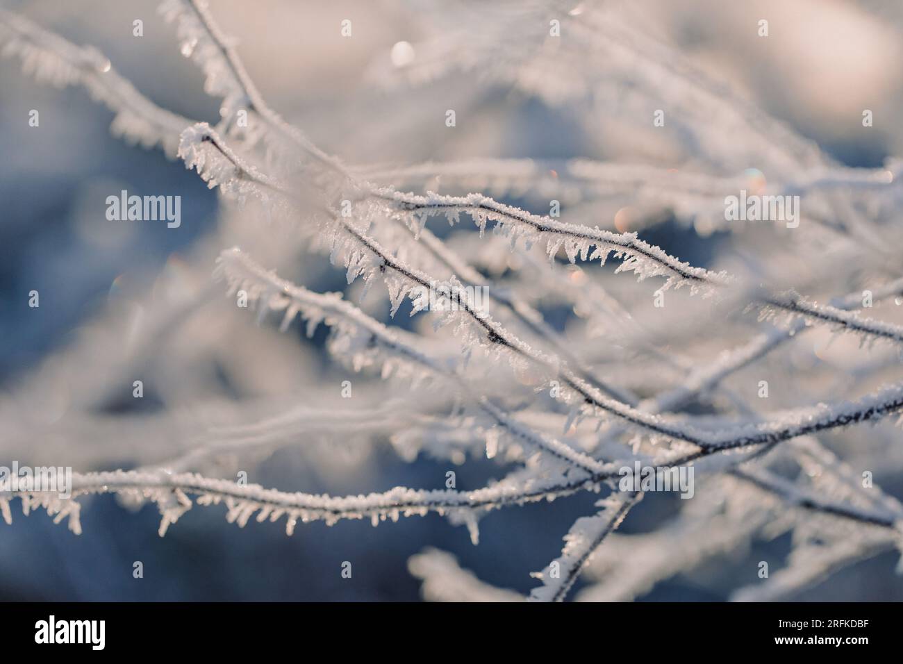 Glitzernde Eiskristalle auf gefrorenen Baumstämmen an einem Wintermorgen Stockfoto