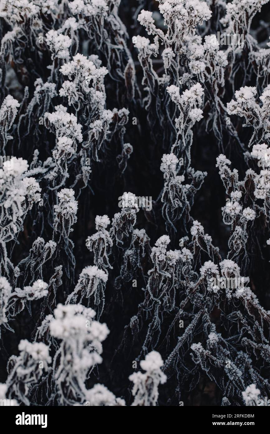 Geisterfrost bedeckte Blumen vor einem schattigen Hintergrund Stockfoto