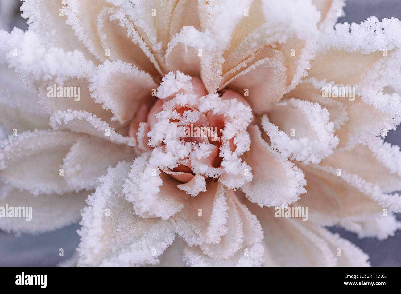 Nahaufnahme von mattierten Blütenblättern auf einer perfekten Winterrose Stockfoto