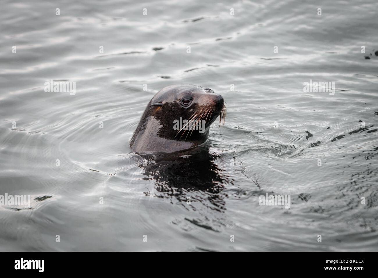 Eine Robbe, die im Meer schwimmt. Der einzige Teil davon, den du sehen kannst, ist sein Kopf. Dieses Foto wurde in Picton Neuseeland aufgenommen Stockfoto