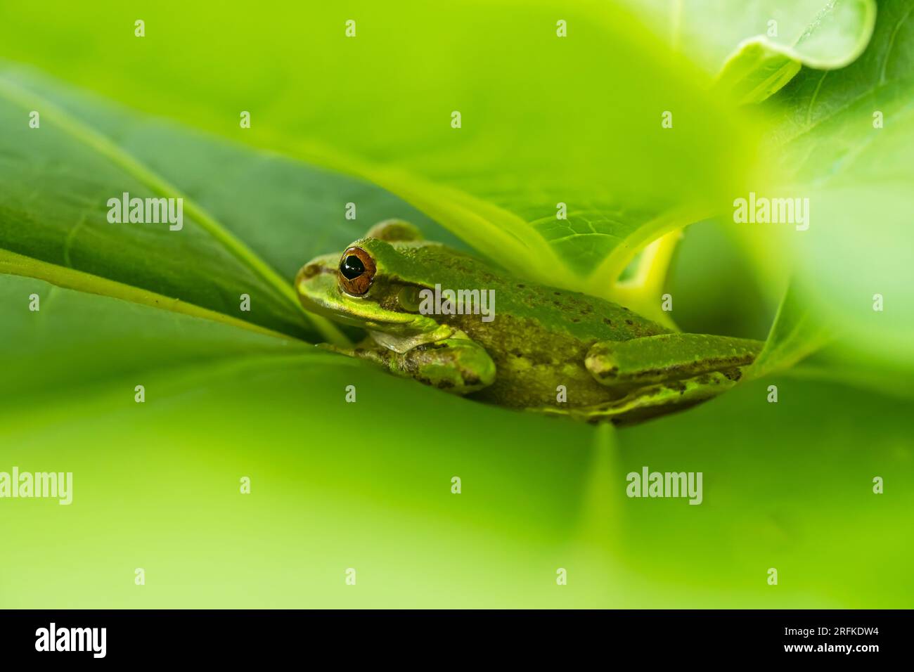 Rana Arborícola Cubana - Osteopilus septentrionalis Stockfoto