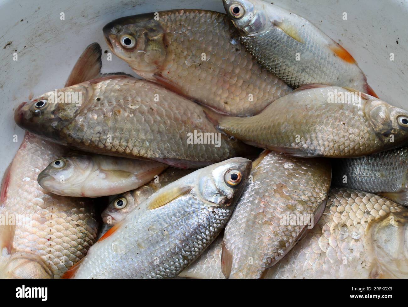 Frischer Fisch aus Süßwasser - Karpfen, Kakerlaken Stockfoto