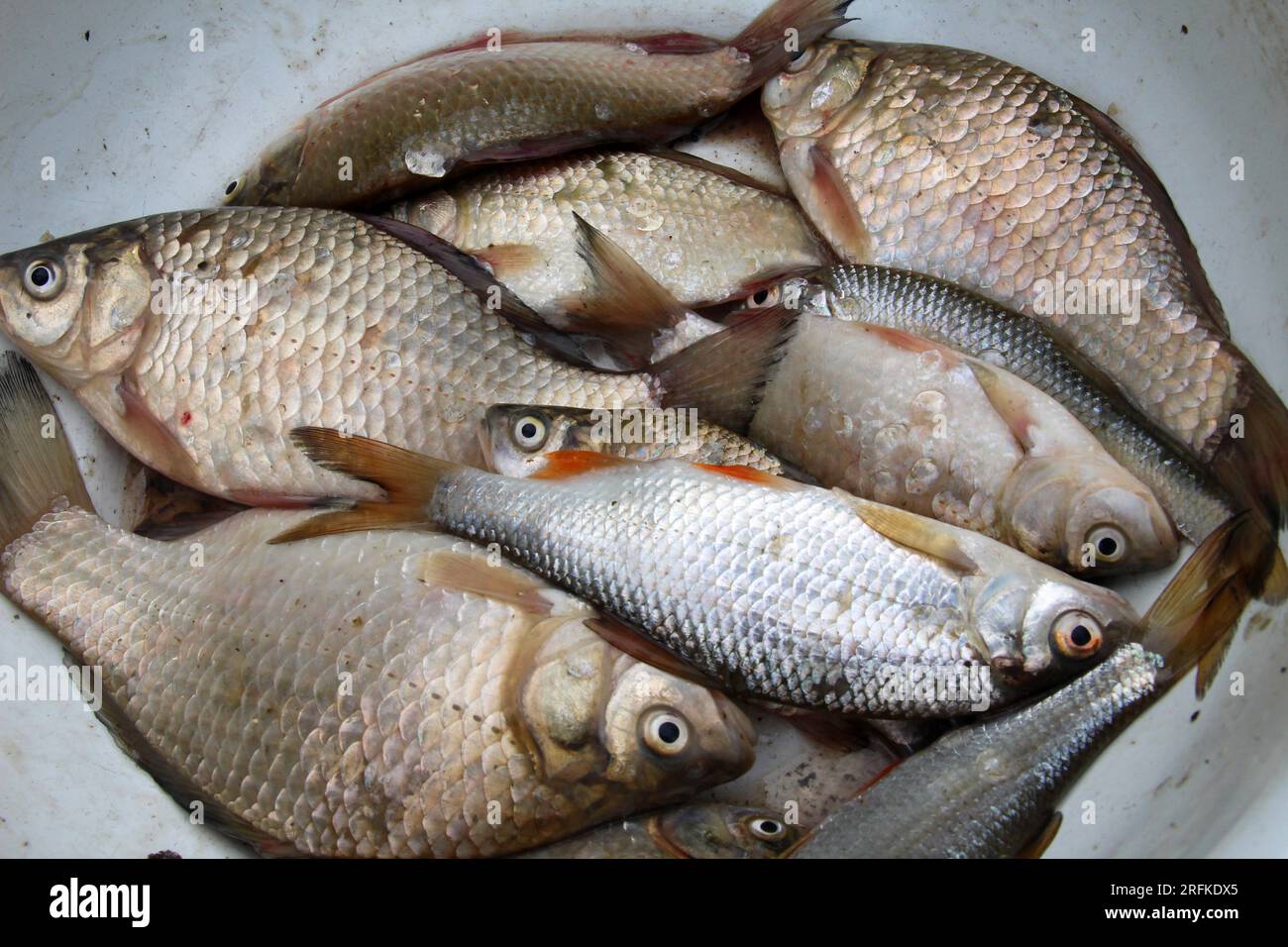 Frischer Fisch aus Süßwasser - Karpfen, Kakerlaken Stockfoto