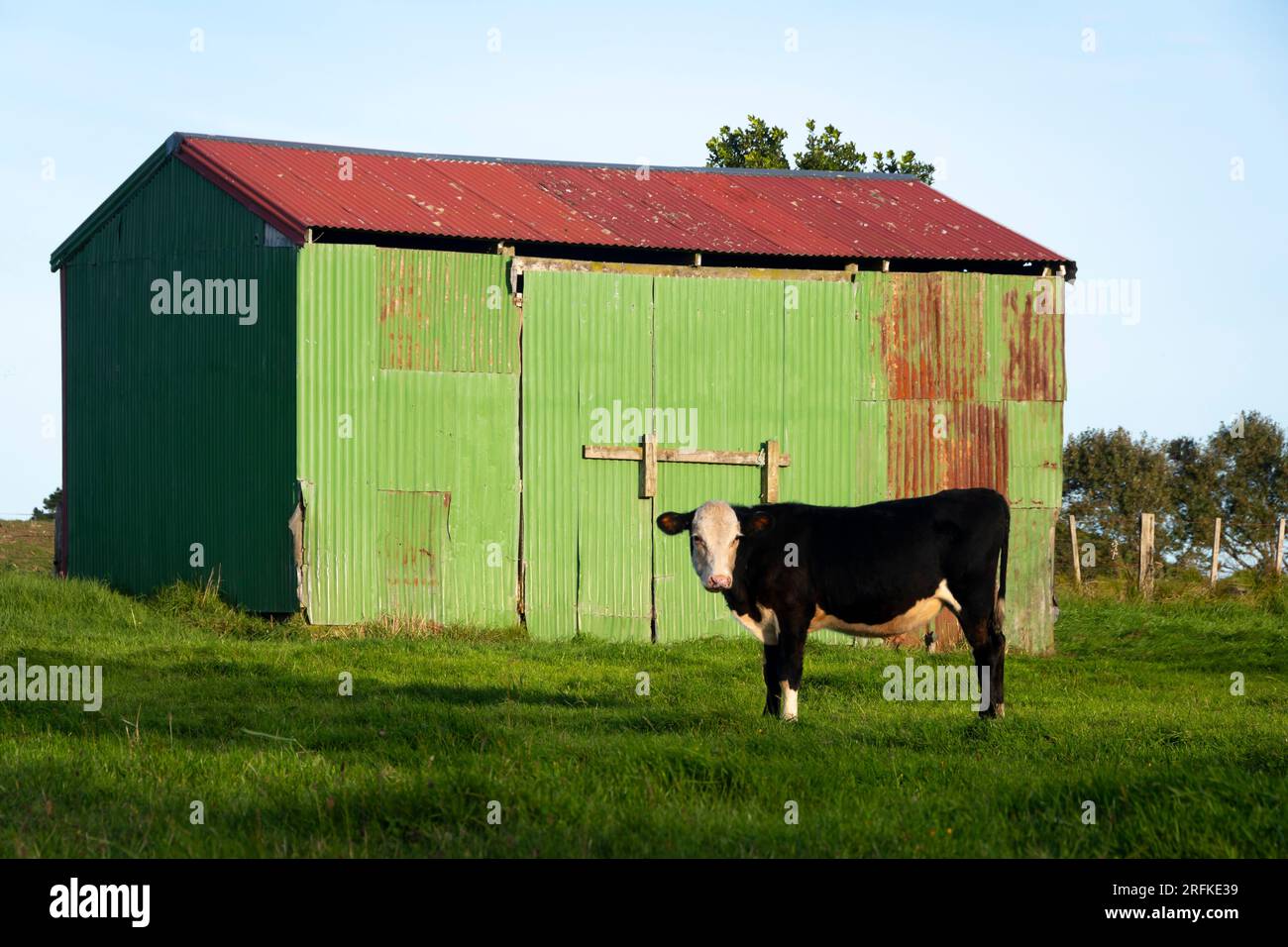 Kuh vor grüner Scheune mit rotem Dach, Taranaki, Nordinsel, Neuseeland Stockfoto