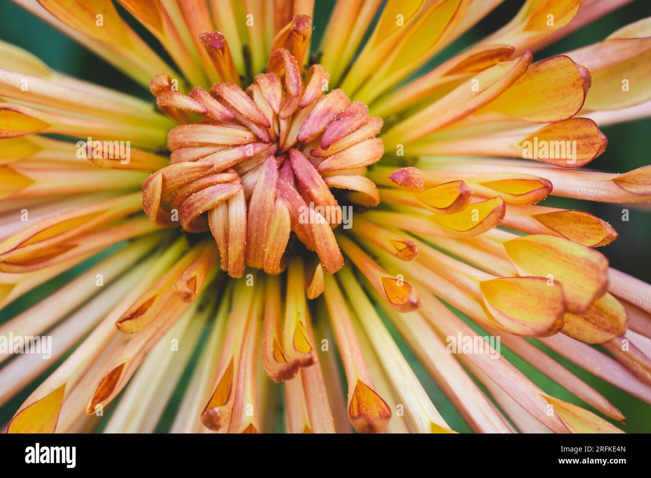 Nahaufnahme des gelben und orangefarbenen Chrysanthems. Stockfoto