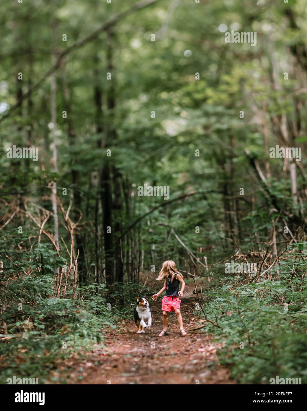 Ein junges Mädchen, das mit ihrem australischen shepperd in einem Wald rast Stockfoto