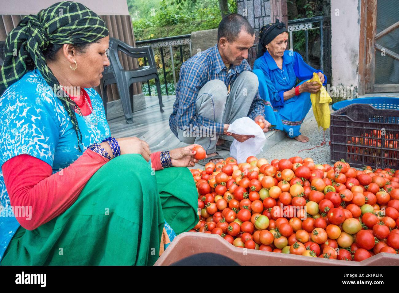 Oktober 14. 2022 Uttarakhand, Indien. Einheimische von Garhwali organisieren frische Tomatenprodukte für den Transport zum Markt in Uttarakhand, Indien. Traditionell weit Stockfoto