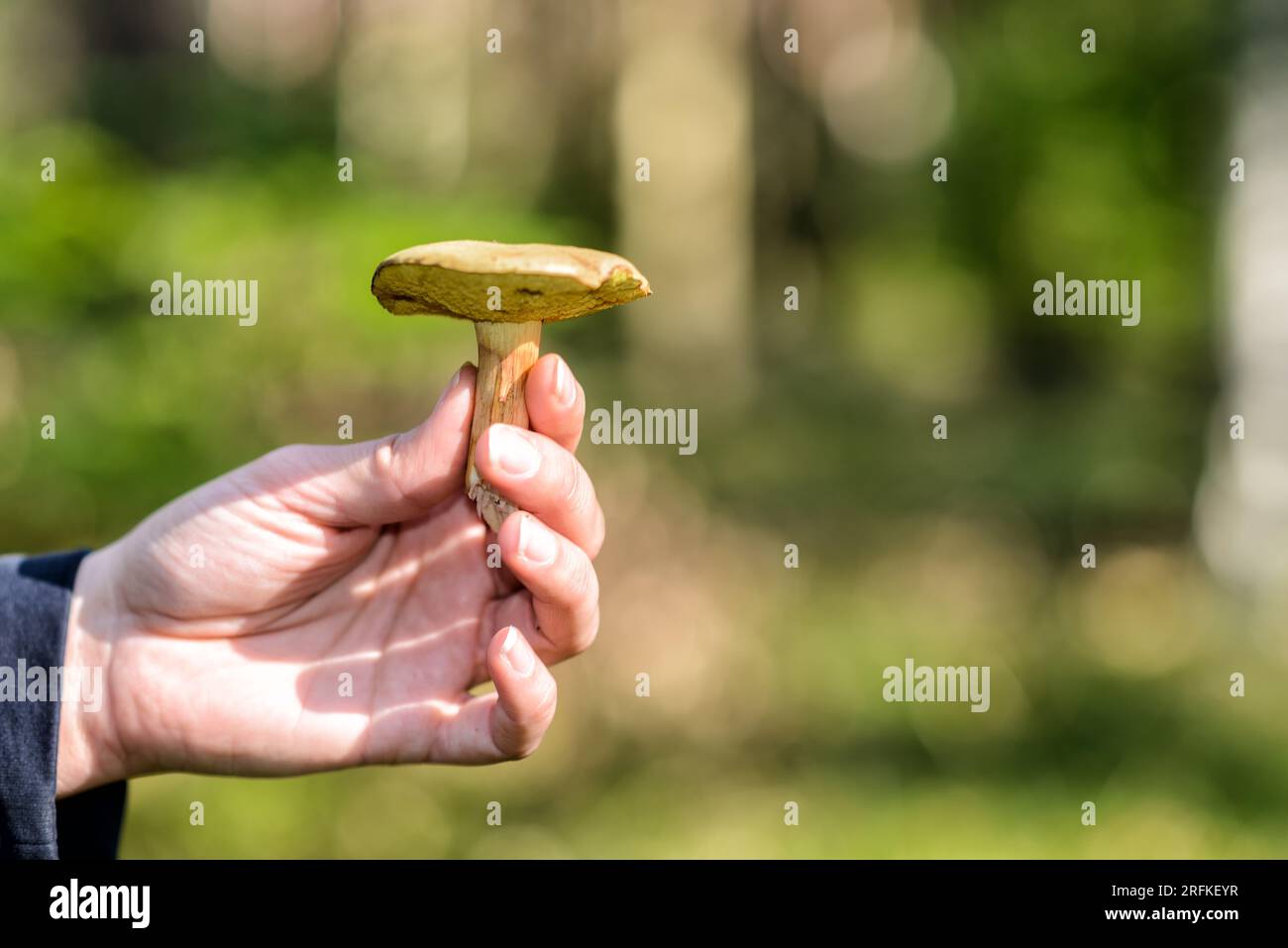 Pilzpflücken im Herbst in einem Wald Stockfoto