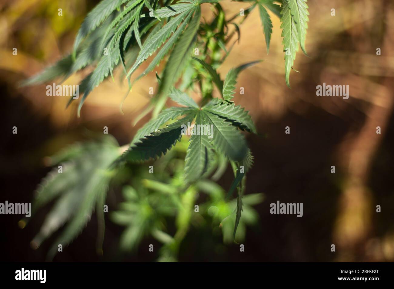 Marihuana wächst draußen. Grassorte. Stockfoto