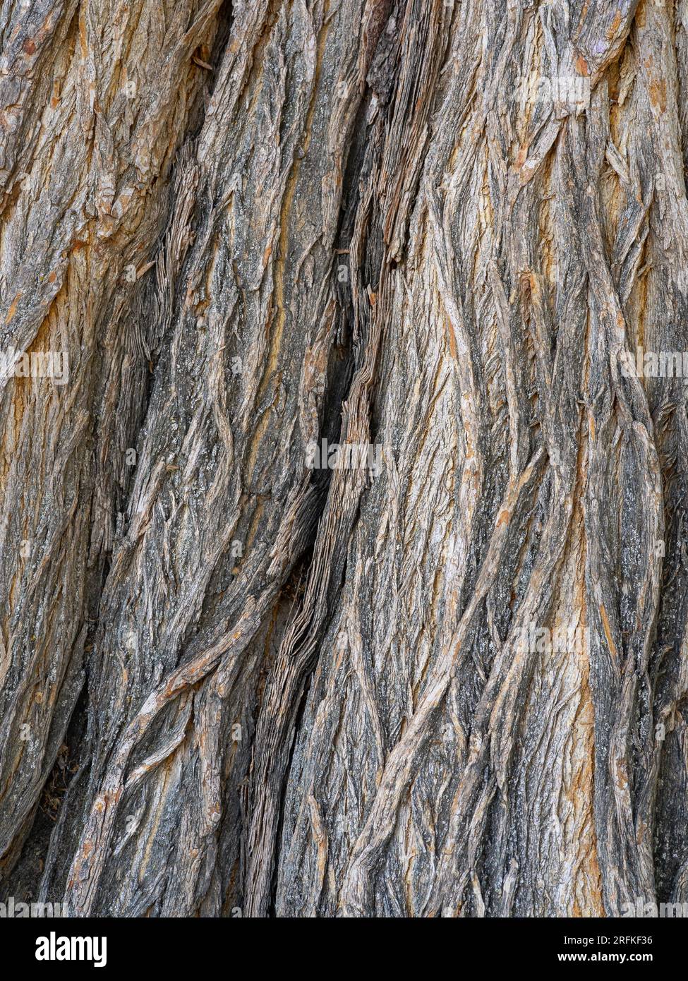 Nahaufnahme eines schönen strukturierten Musters aus Maclura pomifera, auch bekannt als osage Orange oder angedeuteter Orangenrinde Stockfoto