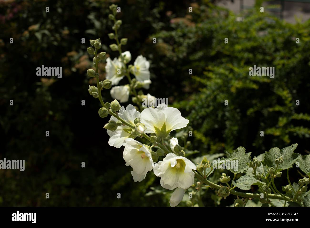 Blumen im Garten. Details der Natur. Natürlicher Hintergrund. Stockfoto