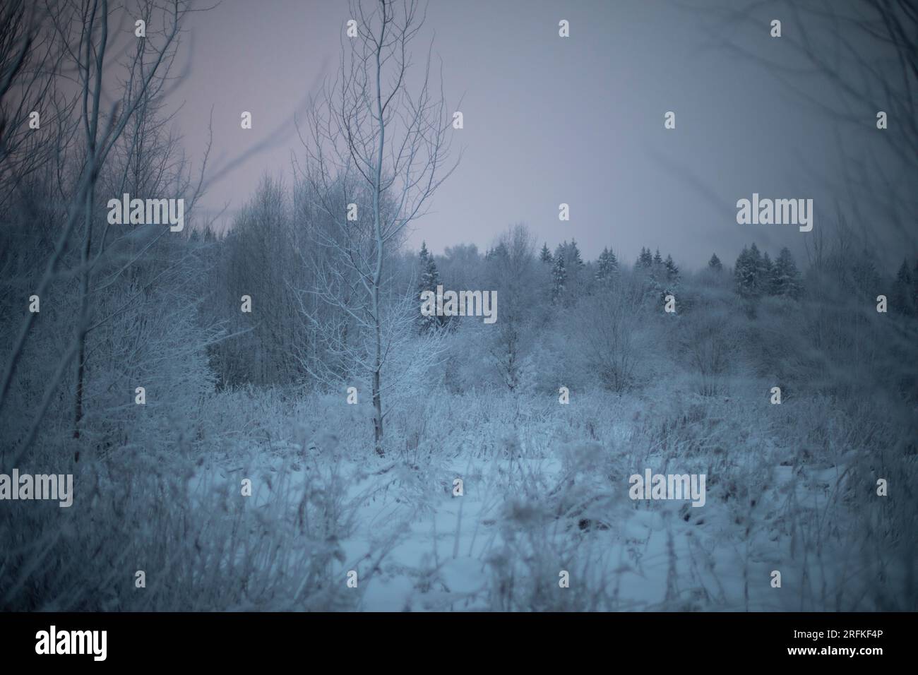Frostige Landschaft. Abend im Winter. Wald mit gefrorenen Ästen. Stockfoto Frostige Landschaft. Abend im Winter. Wald mit gefrorenen Ästen. Stockfoto