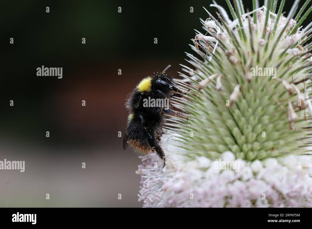Eine Hummel auf einer Blume im Sommergarten Stockfoto