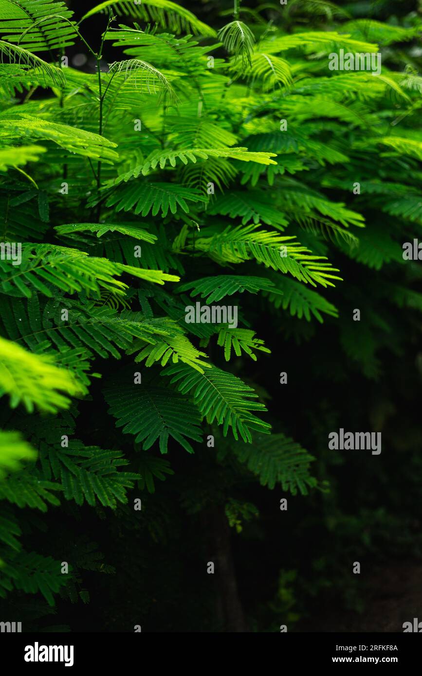 Nahaufnahme frisches grünes Klettern, das einen Hintergrund hinterlässt Stockfoto