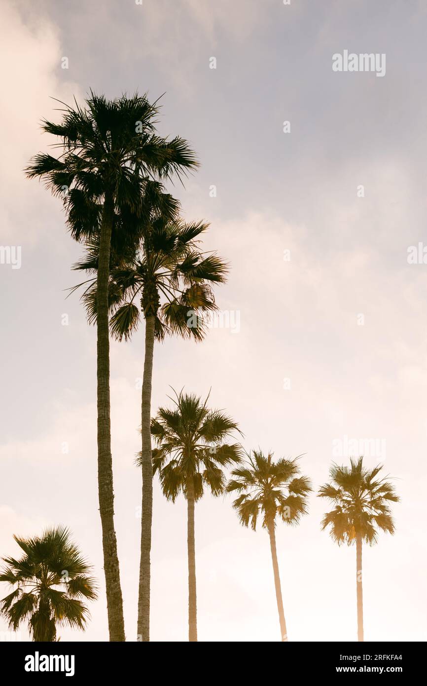 Palmen im Abendsonnenlicht Stockfoto