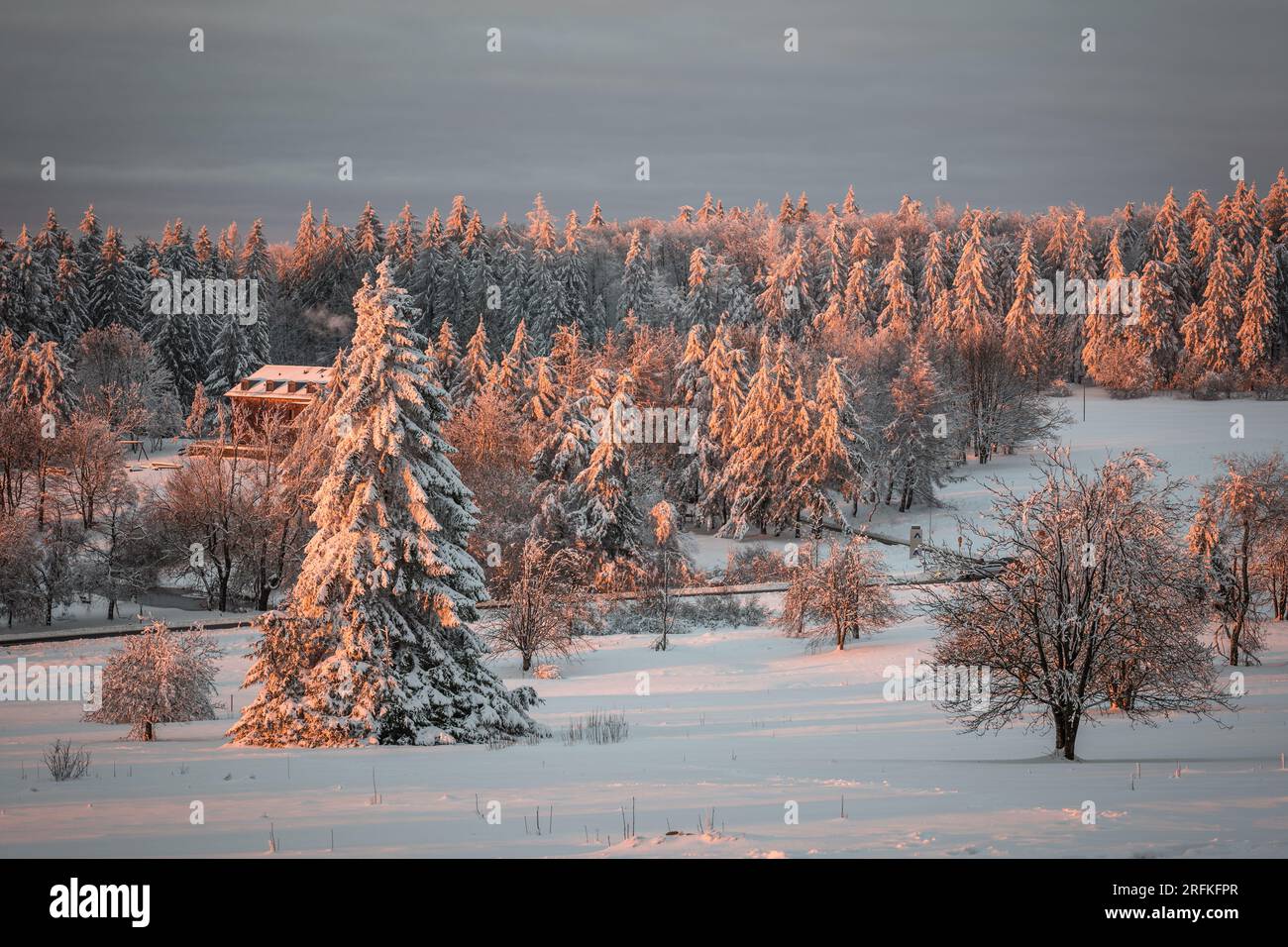 Winterbaum / Winterlandschaft / Abendhimmel / Sonnenuntergang am Hoherodskopf im Vogelsberg Hessen Stockfoto