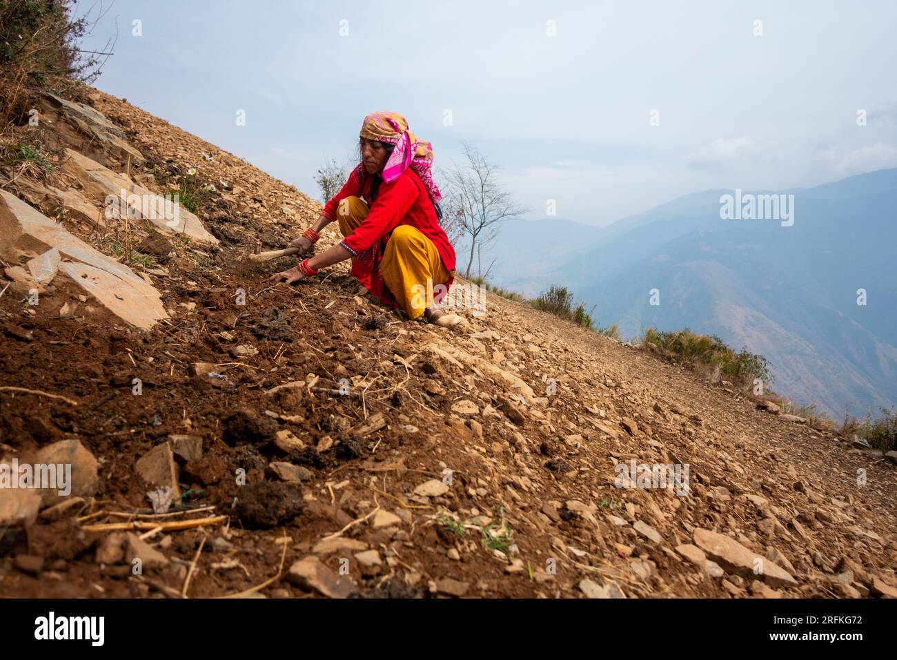 Oktober 14. 2022 Uttarakhand, Indien. Garhwali-Frau in traditioneller Kleidung, die sich um Ackerland kümmert, den Boden gräbt und pflegt. Die einheimische Landwirtschaft pra Stockfoto