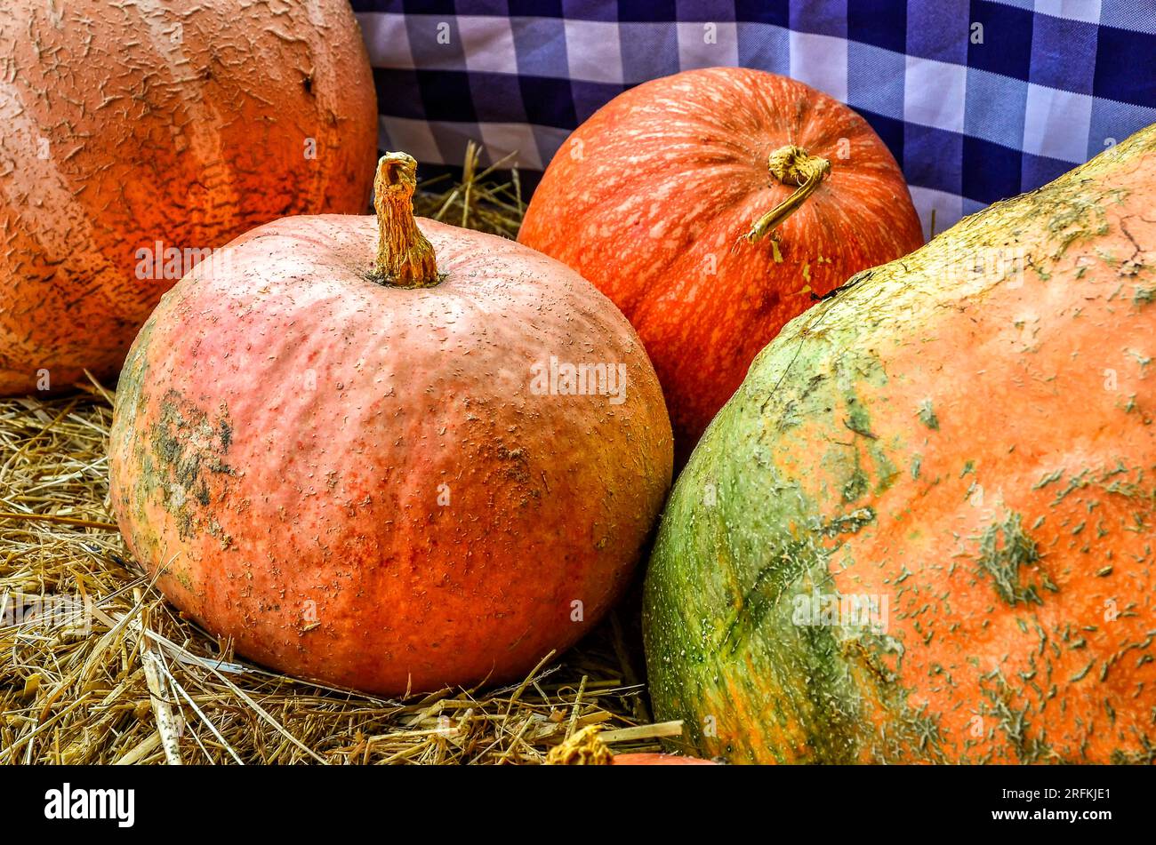 Kürbisse auf einem Markt in Spreewald im Herbst Stockfoto