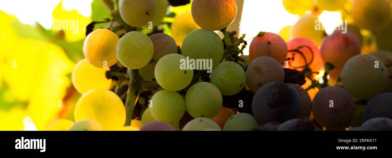 Ein Haufen bunter Trauben, Weinbau und Landwirtschaftskonzept Stockfoto